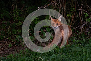 Red Fox - Vulpes vulpes, beautiful popular carnivores