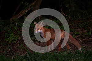 Red Fox - Vulpes vulpes, beautiful popular carnivores