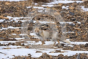 Red Fox - Vulpes vulpes, beautiful popular carnivores from worldwide forests and mountains, Spiti valley, Himalayas