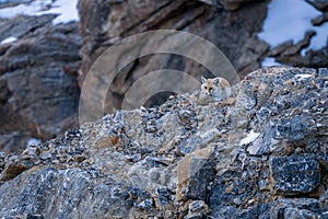 Red Fox - Vulpes vulpes, beautiful popular carnivores from worldwide forests and mountains, Spiti valley, Himalayas