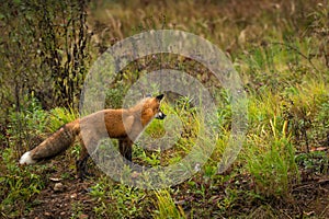 Red Fox Vulpes vulpes in Bottom Left Hand Corner Looking Back