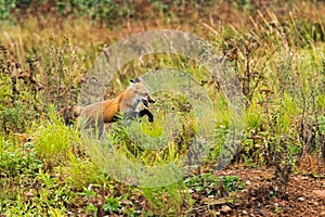 Red Fox (Vulpes vulpes) Bounds Along