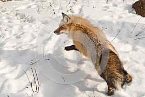 Red Fox Vulpes vulpes Bounds Away Winter