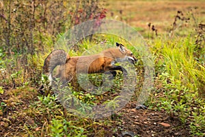 Red Fox Vulpes vulpes Bounds Right