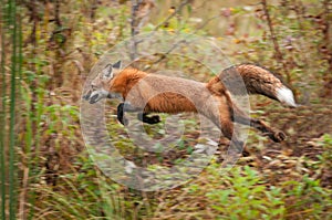 Red Fox Vulpes vulpes Bounds Through Weeds