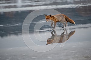 Red fox Vulpes vulpes with a bushy tail hunting i