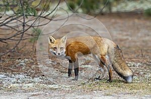 A Red fox Vulpes vulpes with a bushy tail hunting in a pine tree forest in Algonquin Park, Ontario, Canada in the autumn moss