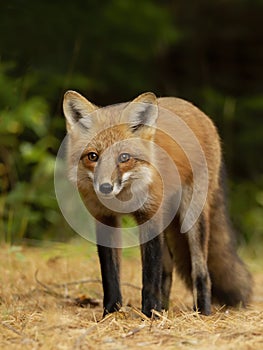 A Red fox Vulpes vulpes with a bushy tail hunting in a pine tree forest in Algonquin Park, Ontario, Canada in the autumn moss photo