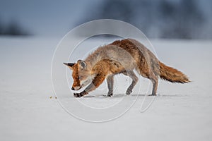 Red fox Vulpes vulpes with a bushy tail hunting in the snow