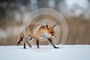 Red fox Vulpes vulpes with a bushy tail hunting in the snow