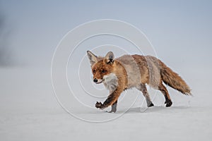 Red fox Vulpes vulpes with a bushy tail hunting in the snow