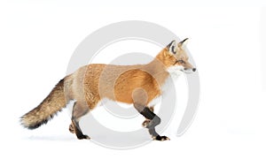 Red fox Vulpes vulpes with bushy tail isolated against a white background walking in the fallen snow in Algonquin Park, Canada