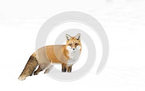 A Red fox Vulpes vulpes with a bushy tail isolated on white background walking and hunting through the snow in winter in Algonq