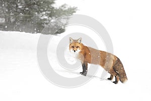 A Red fox Vulpes vulpes with a bushy tail and orange fur coat isolated on white background hunting in the freshly fallen snow in