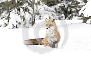 A Red fox Vulpes vulpes with a bushy tail and orange fur coat isolated on white background hunting in the freshly fallen snow in