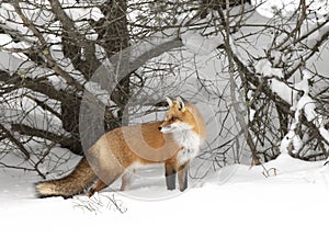 A Red fox Vulpes vulpes with a bushy tail and orange fur coat isolated on white background hunting in the freshly fallen snow in