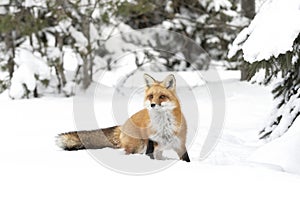 A Red fox Vulpes vulpes with a bushy tail and orange fur coat isolated on white background hunting in the freshly fallen snow in