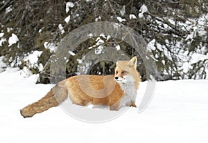 A Red fox Vulpes vulpes with a bushy tail and orange fur coat isolated on white background hunting in the freshly fallen snow in