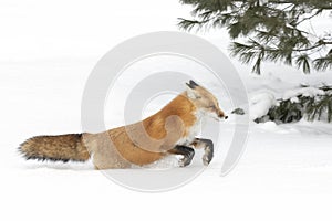 A Red fox Vulpes vulpes with a bushy tail and orange fur coat isolated on white background running in the freshly fallen snow in