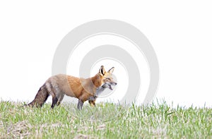 A Red fox Vulpes vulpes calling her kits on a grassy hill in springtime in Canada