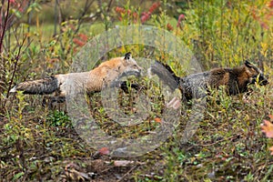 Red Fox (Vulpes vulpes) Chases After Cross Fox Autumn