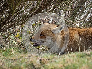 Red fox (Vulpes vulpes) chewing