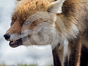 Red fox (Vulpes vulpes) close-up portrait