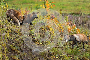 Red Fox Vulpes vulpes and Cross Fox Watch Amber Phase Walk By Autumn