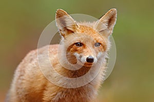 Red Fox, Vulpes vulpes, cute portrait of orange animal at green forest