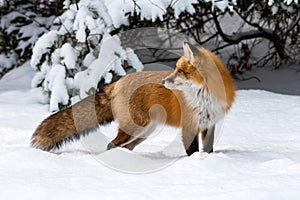 Red Fox vulpes vulpes in deep snow