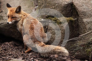 Red fox (Vulpes vulpes).
