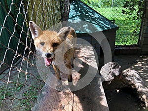 The red fox Vulpes vulpes, Der Fuchs, Crvena Lisica