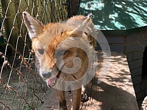 The red fox Vulpes vulpes, Der Fuchs, Crvena Lisica