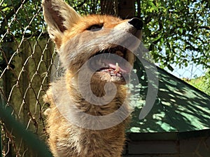 The red fox Vulpes vulpes, Der Fuchs, Crvena Lisica