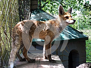 The red fox Vulpes vulpes, Der Fuchs, Crvena Lisica