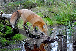 Red fox Vulpes vulpes drinking water in autumn in Algonquin Park in Canada photo