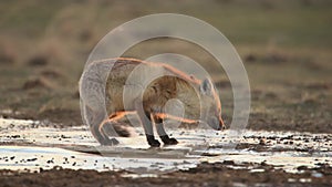 Red fox or Vulpes vulpes drinks water in winter. 4K slow motion 120 fps