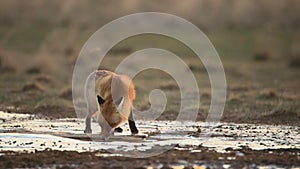 Red fox or Vulpes vulpes drinks water in winter. 4K slow motion 120 fps
