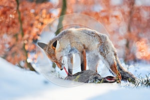 Red fox Vulpes vulpes eating a European hare Lepus europaeus. Fox in winter time with food. Predator with prey