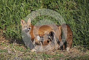 A Red fox Vulpes vulpes feeding her kits in the forest in springtime in Canada
