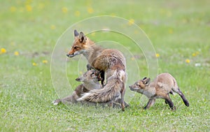 Red fox Vulpes vulpes feeding her kits in the forest in springtime in Canada