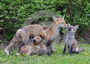 Red fox Vulpes vulpes feeding her kits in the forest in springtime in Canada