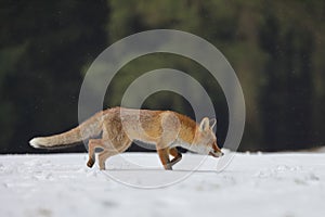 Red fox Vulpes vulpes ferrets about prey. Orange fur coat animal hunting in winter nature. Fox running in snow on meadow.