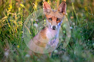Red fox Vulpes vulpes. A fox stands in a meadow. Wild young fox