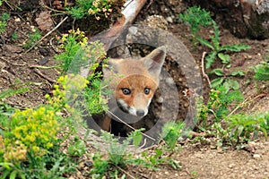 Red Fox (Vulpes vulpes)Germany