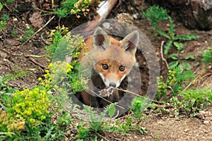 Red Fox (Vulpes vulpes)Germany