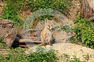 Red Fox & x28;Vulpes vulpes& x29;Germany