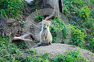 Red Fox & x28;Vulpes vulpes& x29;Germany