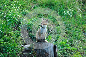 Red Fox & x28;Vulpes vulpes& x29;Germany