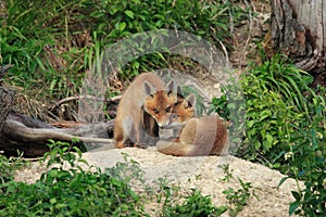 Red Fox (Vulpes vulpes)Germany